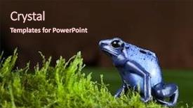  Presentation with amazon jungle - Audience pleasing PPT theme consisting of amazonian rain forest suriname backdrop and a wine colored foreground