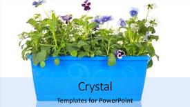  Presentation with pansy - PPT layouts enhanced with blue pot full with pansy background and a cyan colored foreground
