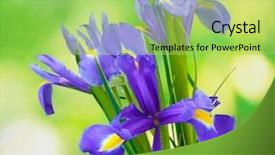  Presentation with beautiful green - Cool new presentation design with blue purple - beautiful bright irises on green backdrop and a yellow colored foreground