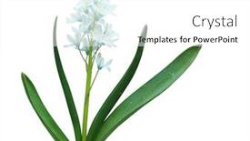  Presentation with blue flower - Theme having blue-puschkinia-scilloides-flower-plant background and a white colored foreground