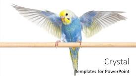  Presentation with spread - Theme having blue-rainbow-budgerigar-bird-flying background and a white colored foreground