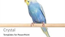  Presentation with rainbow - Presentation design enhanced with blue-rainbow-budgerigar-bird background and a white colored foreground