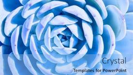  Presentation with succulents - Presentation design with blue-rectangular-arrangement-of-succulents background and a light blue colored foreground