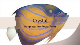  Presentation with five sided blue to white - PPT layouts featuring blue-ringed angelfish fish isolated background and a coral colored foreground