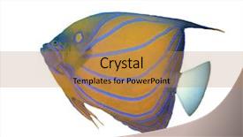  Presentation with fish - Beautiful presentation design featuring blue ringed angelfish fish isolated backdrop and a coral colored foreground