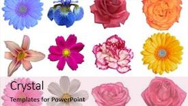  Presentation with lime green and white flower - Audience pleasing presentation consisting of a white background full backdrop and a coral colored foreground