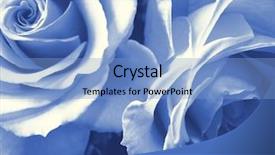  Presentation with reproduction - Theme with roses blue - photographic reproduction cyanotype background and a light blue colored foreground