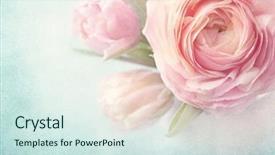  Presentation with flowers vase - PPT theme consisting of white tulip - pink flowers in a vase background and a sky blue colored foreground