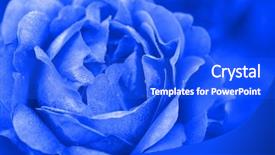  Presentation with blue rose - Audience pleasing presentation design consisting of blue rose in close up backdrop and a cobalt blue colored foreground
