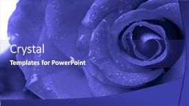  Presentation with blue rose - 