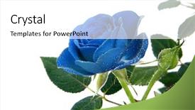  Presentation with blue rose - Slides consisting of blue rose isolated background and a white colored foreground
