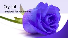  Presentation with blue rose - Presentation enhanced with blue rose on white background background and a light blue colored foreground