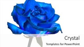  Presentation with blue rose - Beautiful theme featuring blue rose on white background backdrop and a white colored foreground