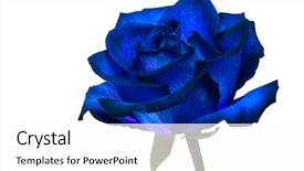  Presentation with blue rose - Audience pleasing PPT theme consisting of blue rose on white background backdrop and a white colored foreground