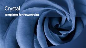  Presentation with blue rose - Colorful presentation theme enhanced with blue rose petals close up backdrop and a ocean colored foreground