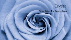  Presentation with blue rose - Beautiful presentation design featuring blue-rose-petals-close-up backdrop and a light blue colored foreground