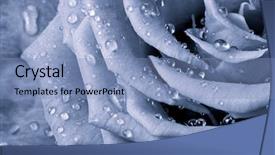  Presentation with blue rose - Beautiful PPT layouts featuring blue rose petals close up backdrop and a light blue colored foreground