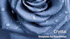  Presentation with blue rose - Presentation theme consisting of blue rose petals close up background and a ocean colored foreground