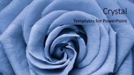  Presentation with blue rose - Slides enhanced with blue rose petals close up background and a teal colored foreground