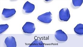  Presentation with blue rose - Presentation design having blue rose petals scattered background and a  colored foreground