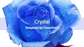  Presentation with blue rose - Slides having blue rose with water drops background and a cobalt blue colored foreground