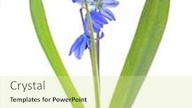  Presentation with blue flower - Presentation theme having blue-scilla-flower-isolated background and a soft green colored foreground