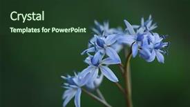  Presentation with tropical flowers close up - Beautiful theme featuring blue scilla squill flowers close backdrop and a tawny brown colored foreground
