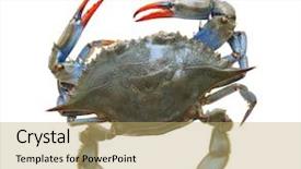  Presentation with crab - Presentation theme featuring blue sea crab isolated background and a yellow colored foreground