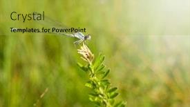  Presentation with weed - Amazing slide deck having blue short-stalked damselfly resting on a weed backdrop and a yellow colored foreground