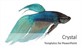  Presentation with betta fish - Amazing presentation theme having close-up on a fish backdrop and a white colored foreground