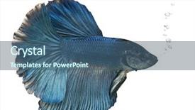  Presentation with betta fish - Slide deck with swimming in front of white background and a ocean colored foreground