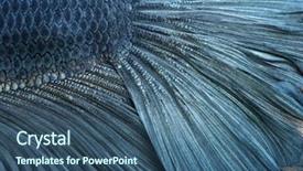  Presentation with betta fish - Colorful PPT theme enhanced with sea side view shot - close-up of blue siamese fighting backdrop and a ocean colored foreground