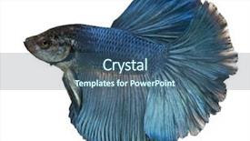  Presentation with betta fish - Audience pleasing slide deck consisting of sea creature - blue siamese fighting fish betta backdrop and a ocean colored foreground