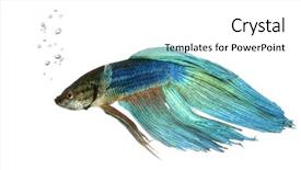  Presentation with under water - PPT theme enhanced with shot of a blue siamese background and a white colored foreground