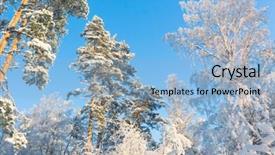  Presentation with skies - PPT theme enhanced with blue skies frozen woods background and a light blue colored foreground