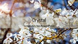  Presentation with botanical garden - Presentation theme with blue sky abstract seasonal background background and a mint green colored foreground