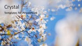  Presentation with botanical - Theme enhanced with blue sky abstract seasonal background background and a light blue colored foreground