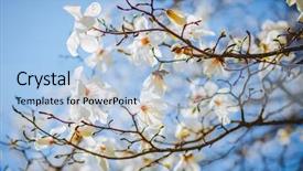  Presentation with botanical garden - Amazing PPT layouts having blue sky abstract seasonal background backdrop and a light blue colored foreground