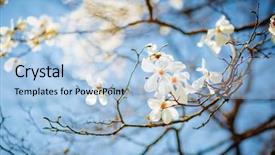  Presentation with botanical garden - PPT layouts with blue sky abstract seasonal background background and a light blue colored foreground