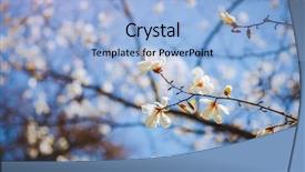  Presentation with botanical garden - Audience pleasing PPT layouts consisting of blue sky abstract seasonal background backdrop and a light blue colored foreground