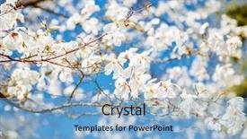  Presentation with botanical garden - Slide set with blue sky abstract seasonal background background and a light blue colored foreground