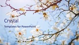  Presentation with botanical garden - Presentation design consisting of blue sky abstract seasonal background background and a sky blue colored foreground