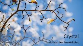  Presentation with botanical garden - PPT layouts consisting of blue sky abstract seasonal background background and a light blue colored foreground