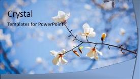  Presentation with botanical - Beautiful slides featuring blue sky abstract seasonal background backdrop and a light blue colored foreground