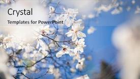  Presentation with botanical garden - Theme with blue sky abstract seasonal background background and a light blue colored foreground