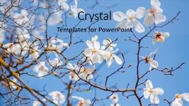  Presentation with botanical garden - Colorful PPT layouts enhanced with blue sky abstract seasonal background backdrop and a light blue colored foreground