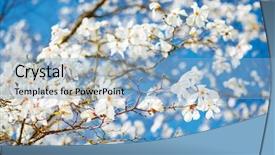  Presentation with botanical garden - Audience pleasing theme consisting of blue sky abstract seasonal background backdrop and a light blue colored foreground