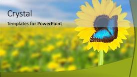  Presentation with meadow - Theme featuring blue sky and exotic butterfly background and a light blue colored foreground