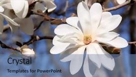  Presentation with blue sky - Presentation design consisting of blue sky at spring time background and a teal colored foreground