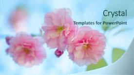  Presentation with pink flowers - Colorful presentation theme enhanced with blue sky background sakura backdrop and a light blue colored foreground